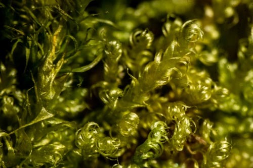Stereodon hamulosus