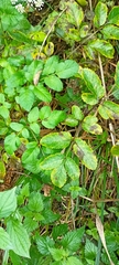 Selineae