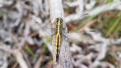 Acisoma attenboroughi