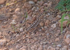 Sitana