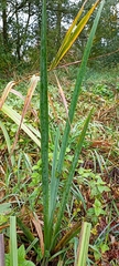 Iris pseudacorus