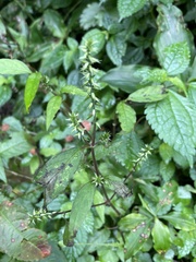 Achyranthes