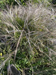 Austrostipa elegantissima