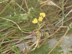 Utricularia foliosa