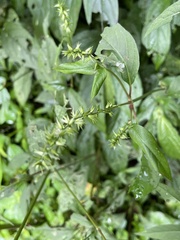 Achyranthes