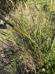 Austrostipa elegantissima