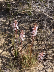 Stylidium graminifolium