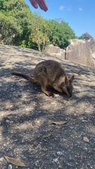 Petrogale mareeba