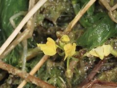 Utricularia foliosa
