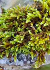 Hypnum cupressiforme lacunosum