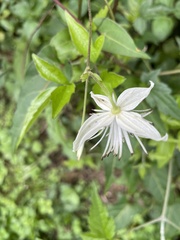 Clematis parviloba