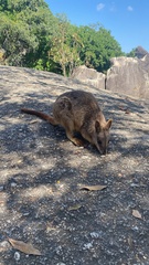 Petrogale mareeba