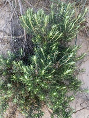 Olearia axillaris