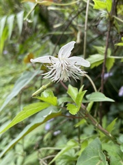 Clematis parviloba