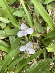 Murdannia loriformis