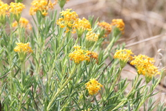 Lasiosiphon capitatus