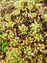 Sphagnum compactum