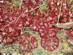 Drosera spatulata