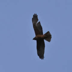 Hieraaetus morphnoides