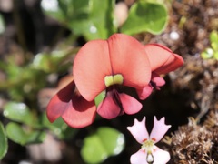 Kennedia coccinea