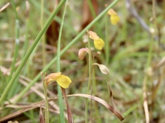 Utricularia bifida