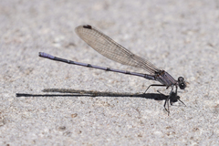 Argia tonto