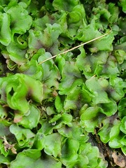 Pellia neesiana