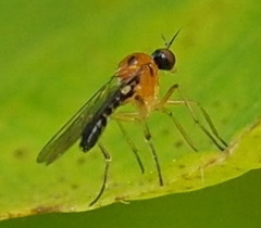 Ocydromiinae