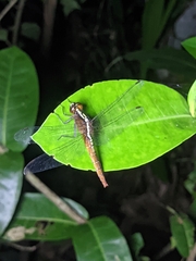 Rhodothemis rufa