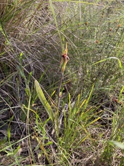 Caladenia actensis