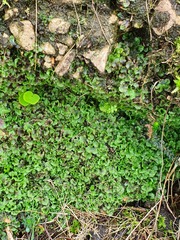 Pellia neesiana