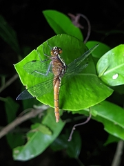 Rhodothemis rufa