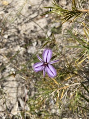 Thysanotus patersonii