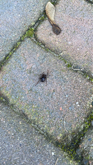 Steatoda