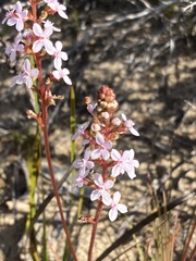 Stylidium graminifolium