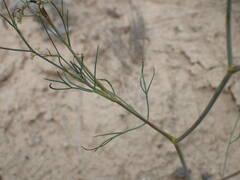 Seseli longifolium longifolium