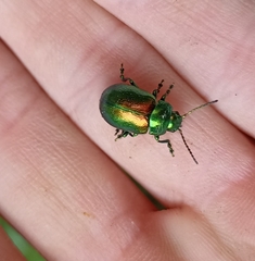 Chrysolina graminis