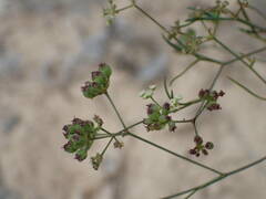 Seseli longifolium longifolium