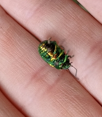 Chrysolina graminis