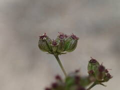 Seseli longifolium longifolium