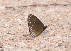 Euploea sylvester