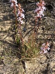 Stylidium graminifolium