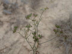 Seseli longifolium longifolium