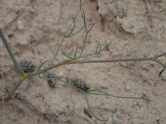 Seseli longifolium longifolium