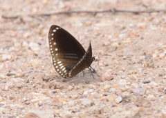 Euploea sylvester