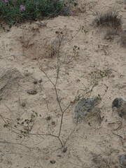 Seseli longifolium longifolium