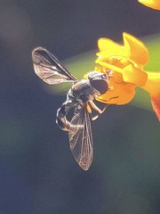 Pelecinobaccha costata