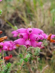 Erica ciliaris