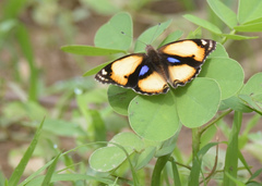Junonia hierta