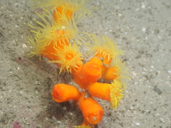 Dendrophyllia arbuscula